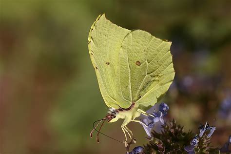 Gonepteryx Rhamni Gonepteryx Rhamni Known As The Common B Flickr