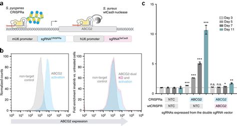 The Orthogonal Crispr System A Schematic Of The Orthogonal System On