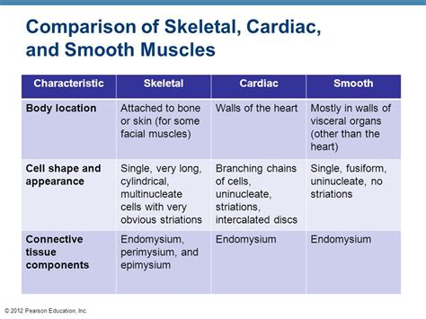 Skeletal Cardiac And Smooth Muscle Chart A Visual Reference Of Charts