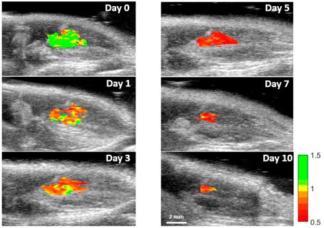 In Vivo Photoacoustic Tracking Of Mesenchymal Stem Cell Viability