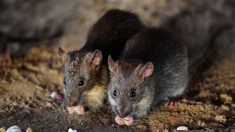 Health Warning As Deadly Disease Spread By Rats Kills New Yorker