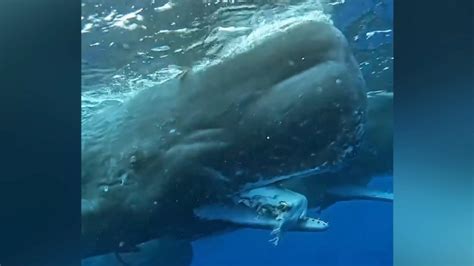 Sperm Whale With Giant Squid Remains In Mouth Filmed New Footage 2023 Youtube