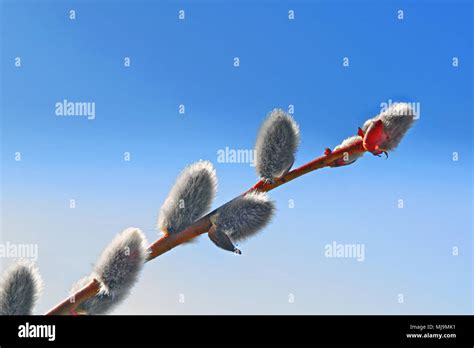 Close Up Of Pussy Willows As A Spring Symbol Stock Photo Alamy