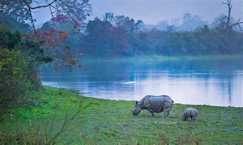 kaziranga national park assam travel guide