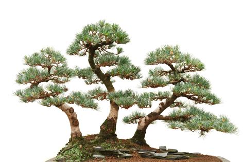 How To Grow Japanese White Pine Bonsai Trees Grow A Bonsai Tree