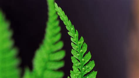 Fern Leaves Background - Free photo on Pixabay - Pixabay