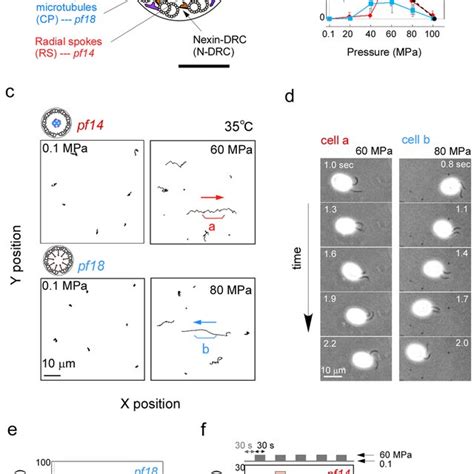 Flagella of Chlamydomonas paralyzed-flagella (pf) mutants beat at high ...