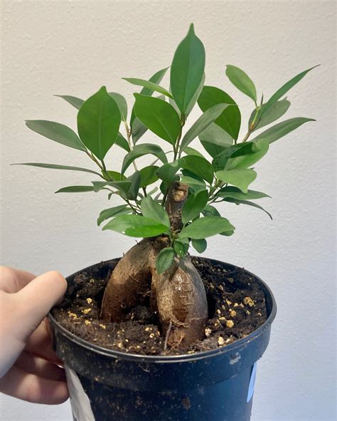 Ficus retusa (bonsai) 6in – littleorchidannie