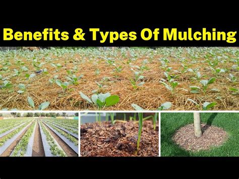 What Are The Benefits Of Mulching