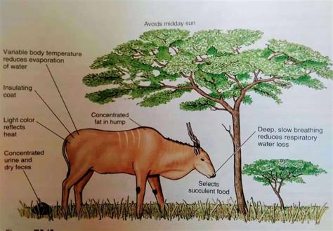 Endothermic Animals Include Mammals And Which Of The Following ...