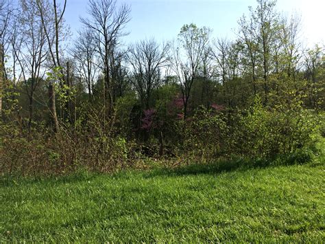 How to Clear Woods For Free without a Back Hoe – Farm Fresh For Life