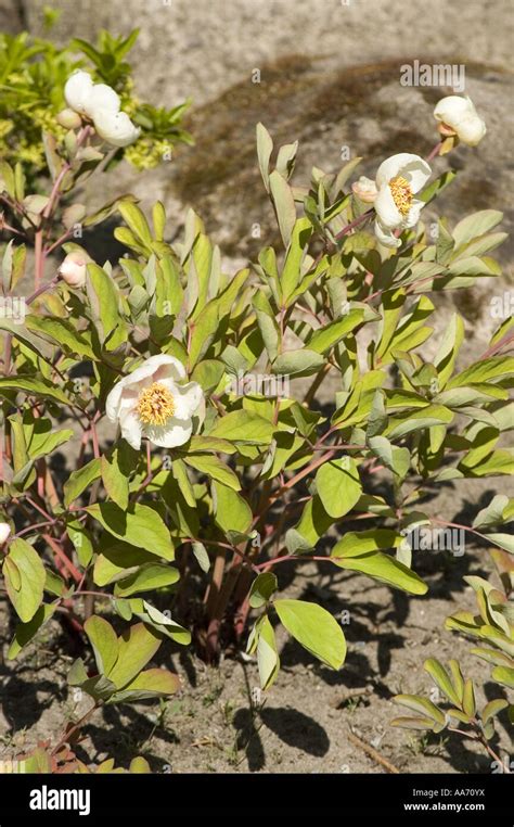 White Flowers Of Caucasian Peony Molly The Witch Paeonia