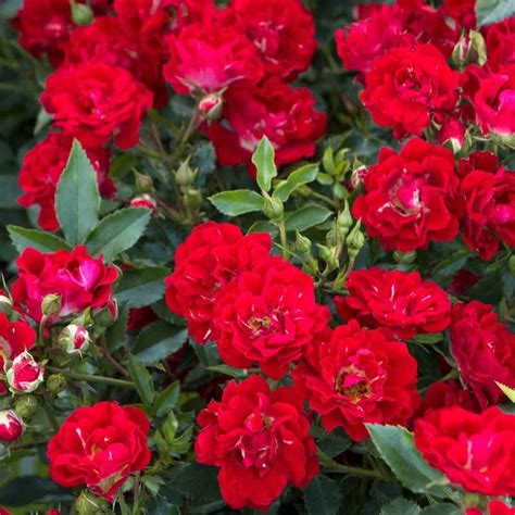 Red Drift® Rose | Great Garden Plants