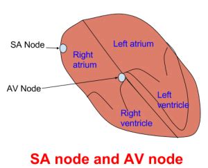 What happens if the sinoatrial node fails?