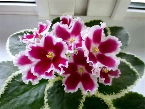 Фиалки на подоконнике | ЛЕ-Карусель (Лебецкая). | Piante