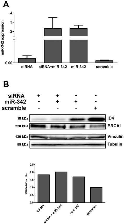 Silencing Of ID4 In MDA MB 231 Cells Transfection Of SiRNA ID4 And