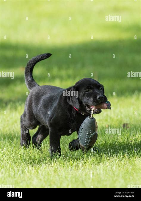 A Black Lab puppy retrieving a training dummy Stock Photo - Alamy