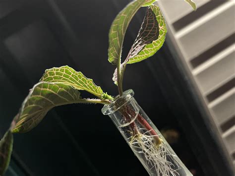 I *think* one of my fittonia cuttings is blooming? when are they safe
