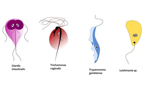 Trichomonas Life Cycle