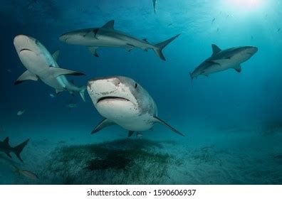 Tiger Sharks Tiger Beach Bahamas Stock Photo 1590606937 | Shutterstock