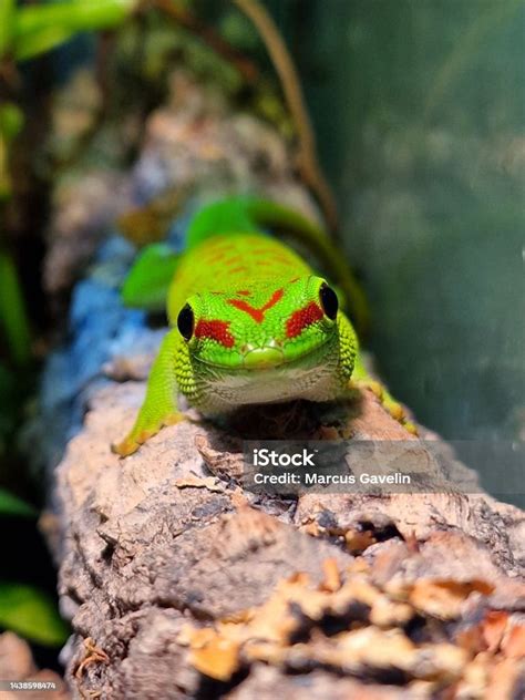 Giant Day Gecko Stock Photo - Download Image Now - Day Gecko, Animal, Animal Body - iStock