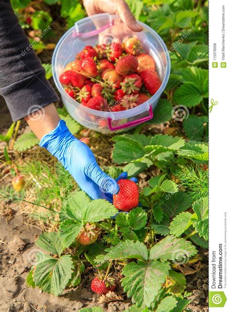 Female Farmer Are Picking Red Ripe Strawberries In Plastic Bowl Stock