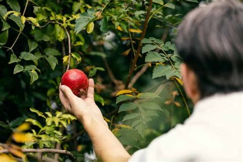 how do you know when to pick pomegranates