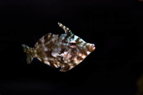 The Amazing Aiptasia Eating Filefish - Are they Reef Safe?