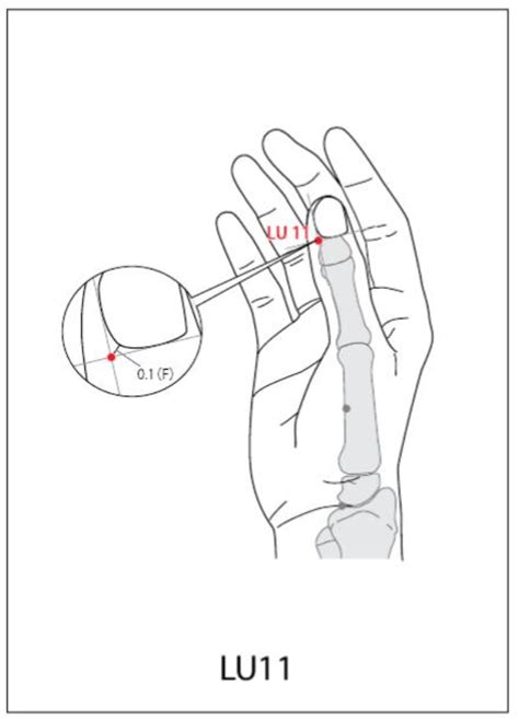 Lung ACUPUNCTURE Point Locations TheGoodShep2023