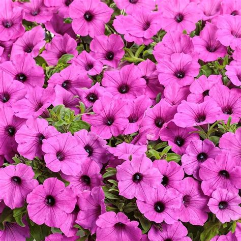 Петуния Супертуния фиолетовая от производителя. Petunia Supertunia ...