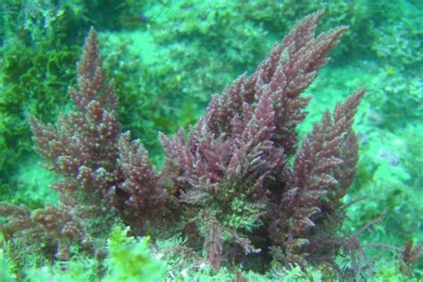 Гель из бурых морских водорослей