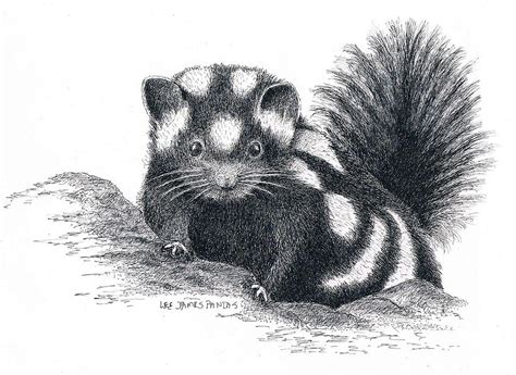 Eastern Spotted Skunk Drawing by Lee Pantas