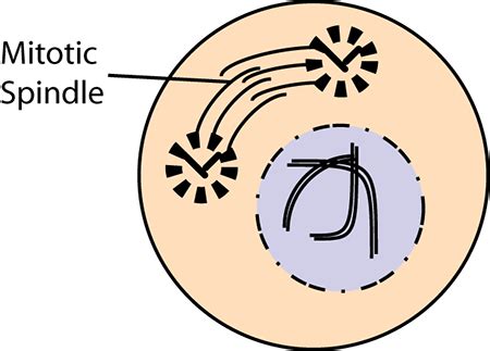Mitotic Spindle | Definition, Formation & Function - Lesson | Study.com