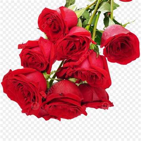 Red Rose Flower Hd Transparent Valentine Flowers Red Roses Red Rose