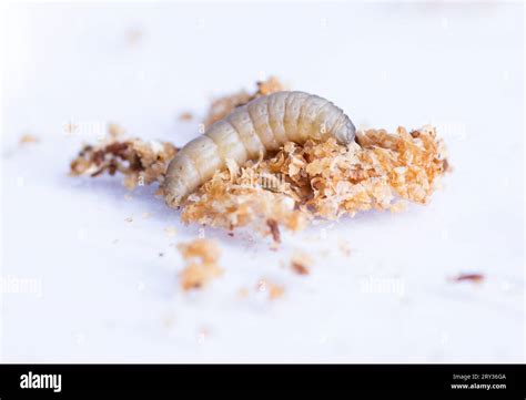Galleria mellonella caterpillar hi-res stock photography and images - Alamy
