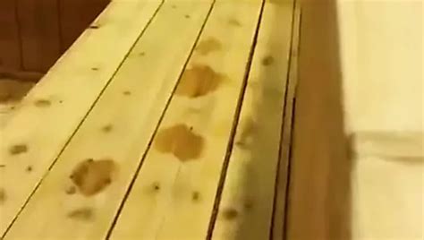 Caught Jerking Off In Public Sauna Huge Cumshot Gay Beach Porn Xhamster