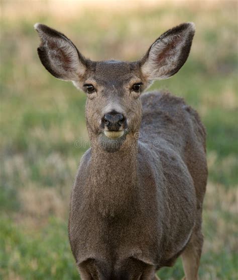 Female mule deer, close up stock photo. Image of fauna - 47375680