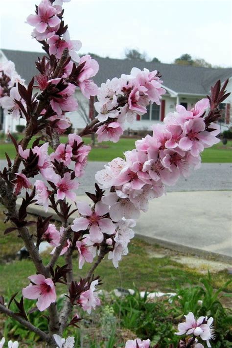 Buy Bonfire Dwarf Patio Peach Tree FREE SHIPPING Wilson Bros