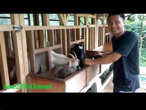 Ternak Kambing Jawa Randu Perah SenoChannel Co1gz YouTube