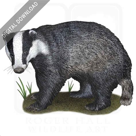 Stock Art Drawing of a European Badger - inkart