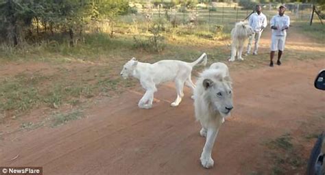 South African Lion Scares Students By Jumping Into Jeep Daily Mail Online