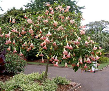ДЕКОРАТИВНЫЕ КУЛЬТУРЫ И ХВОЙНЫЕ РАСТЕНИЯ: Brugmansia-Бругмансия розовая