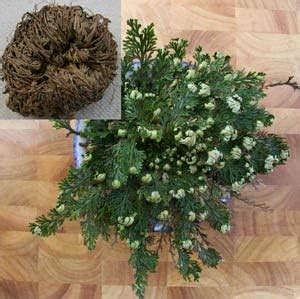 Amazon RESURRECTION PLANT Live Rose Of Jericho Dinosaur Fern