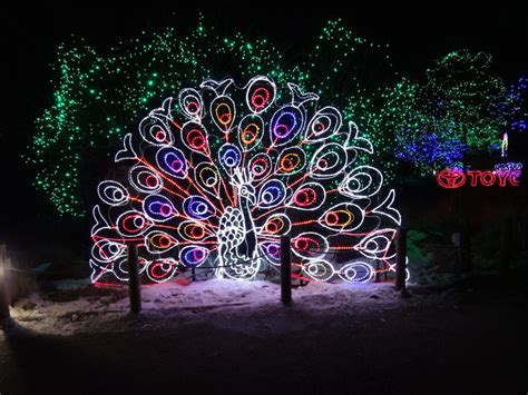 Denver Zoo Lights: December 30, 2013