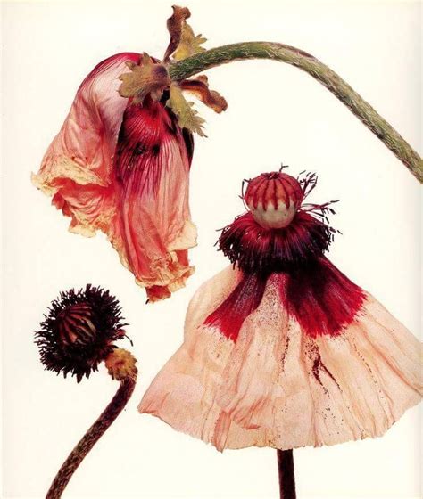 Mademoiselle Matea Flowers Photography Irving Penn Flowers Irving Penn