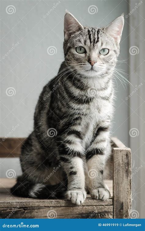 Cute Tabby Cat Sitting And Looking Stock Image Image Of Furry Feline