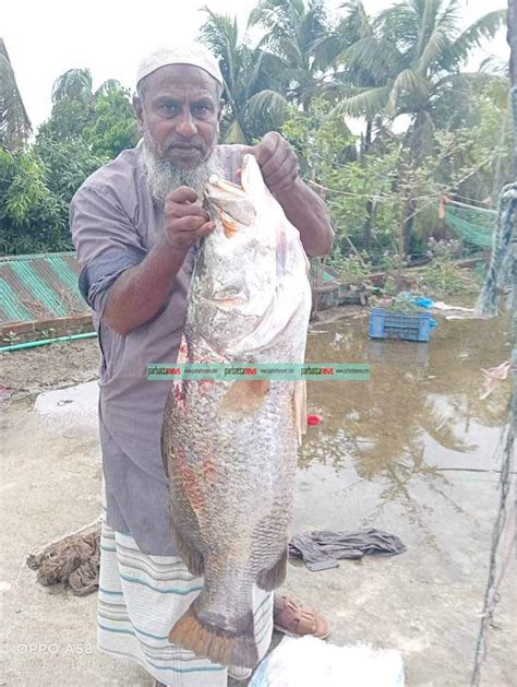 নাফ নদীতে বড়শিতে ধরা পড়ল ১৪ কেজি ওজনের কোরাল মাছ Parbattanews