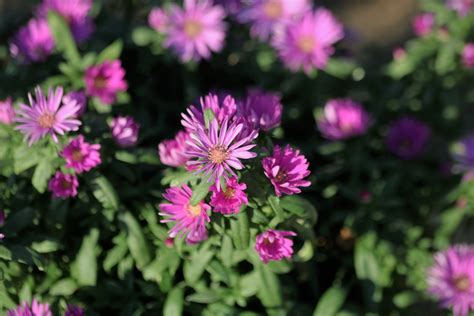 Purple Asters And Bokeh Free Stock Photo - Public Domain Pictures