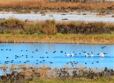 Bitter Lake National Wildlife Refuge Roswell Nm