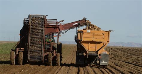 Idaho Beet Growers Harvest No 2 Yielding Crop On Record Local